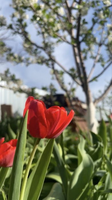 Тюльпаны с огорода