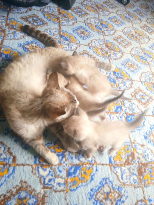 honaki siam 4ta 1oylik