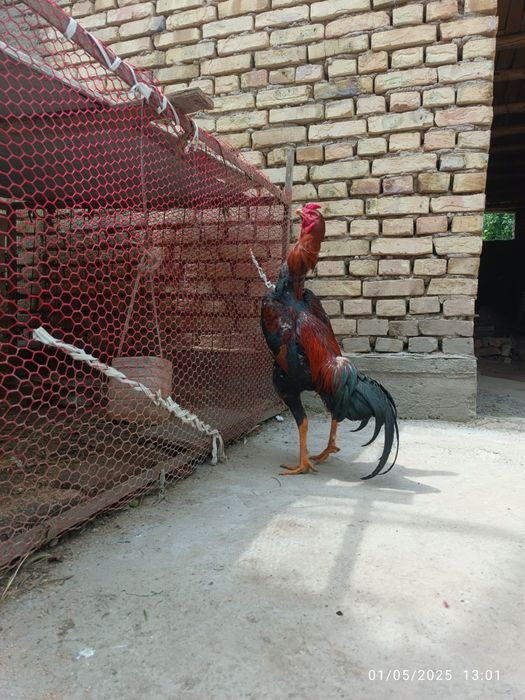 Dakan Xoʻroz Sotiladi