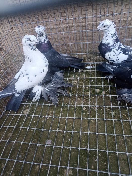 Продаются голубки сочихи