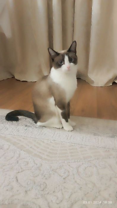 Кошка для вязки . Кошка ищет кота