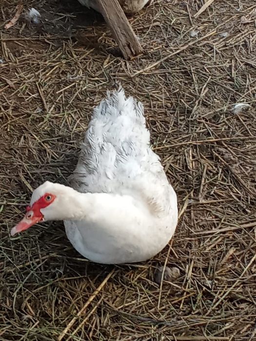 Индоутки тяжёлой линии