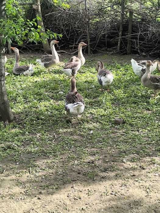 Oua gasca +oua gaina