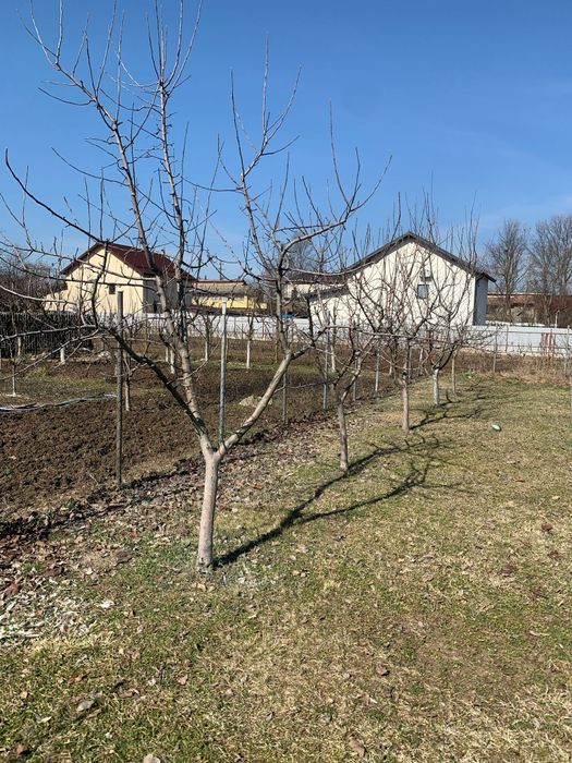 TUND /TAI / TOALETARE vita vie .pomi.flori