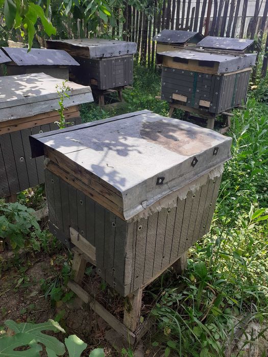 Cutii pentru albine,acoperite