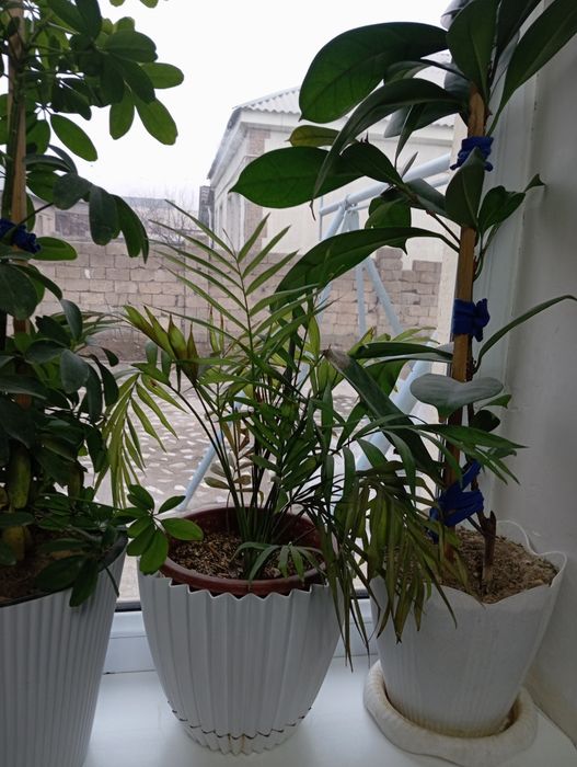 Продаётся цветы Шымкент