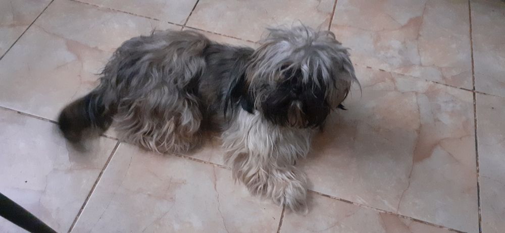 Catelusa shitzu 1 an