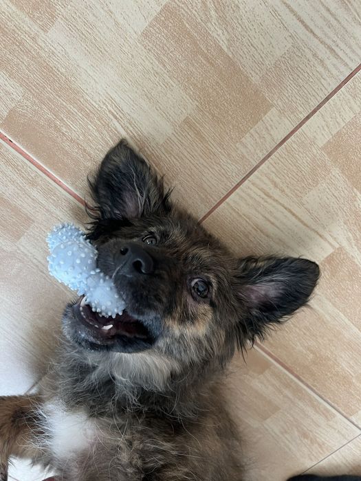 Spre adopție cățelușă jucăușă și iubitoare