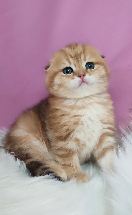 Золотая шиншилла девочки