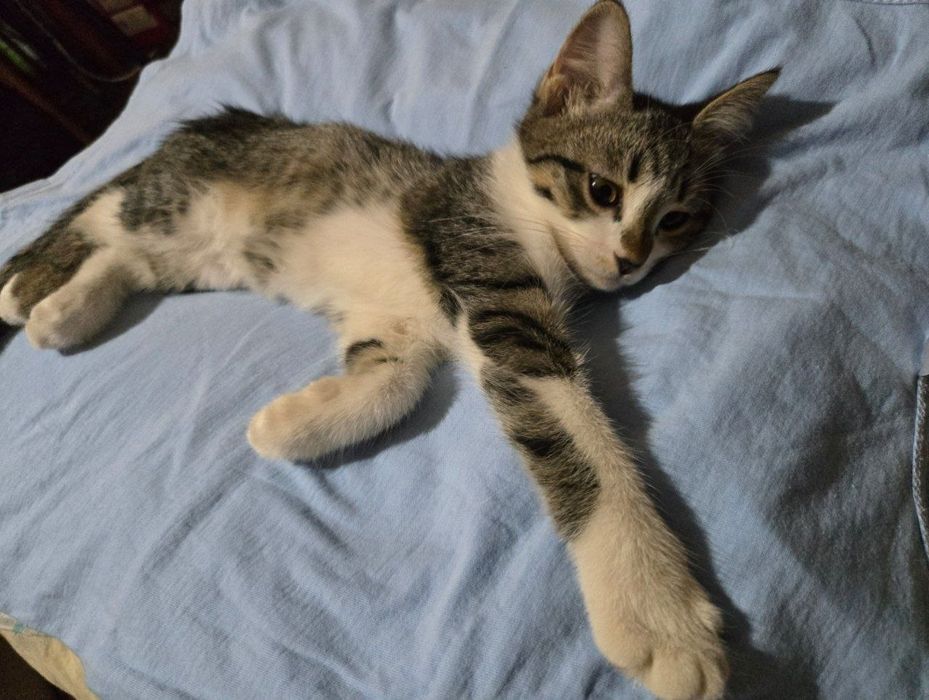 Отдадим котят в добрые руки