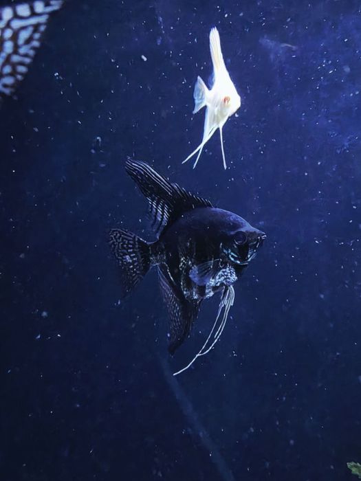 Tigroviy kloun skalariy