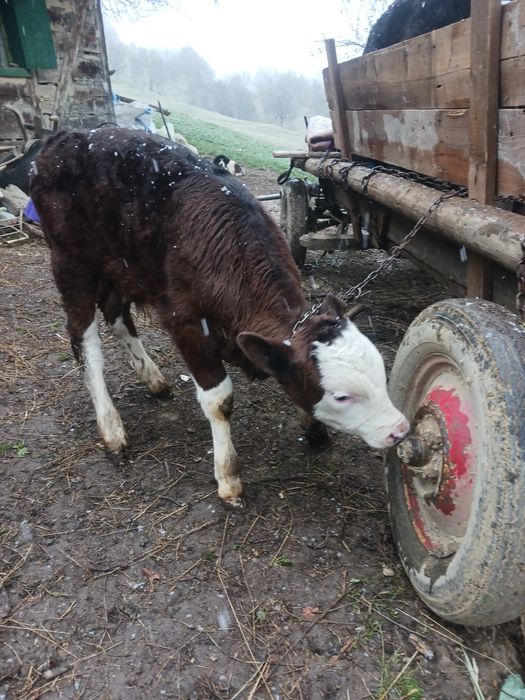 Vând 2 vitele de augus  și 1 vitel stean