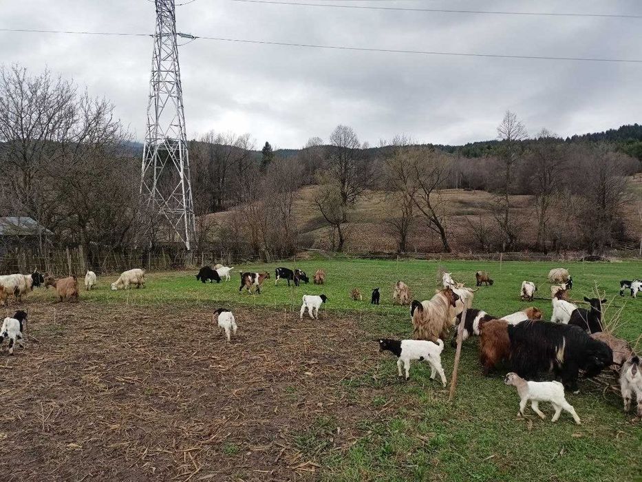 Tapi si iezi de prasila din rasa Carpatina si metisi Alba de Banat si Boer