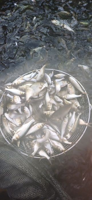 Малёк толстолоб, карп ,сазан