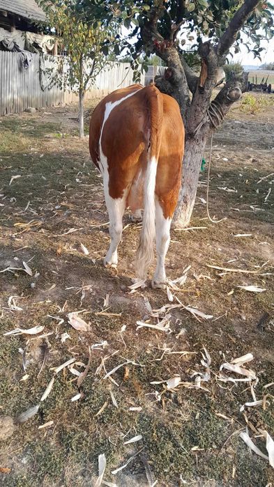 Vand vaca rasa Simmental cu vitelusa