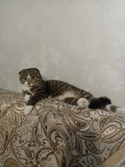 Продам красивого котёнка