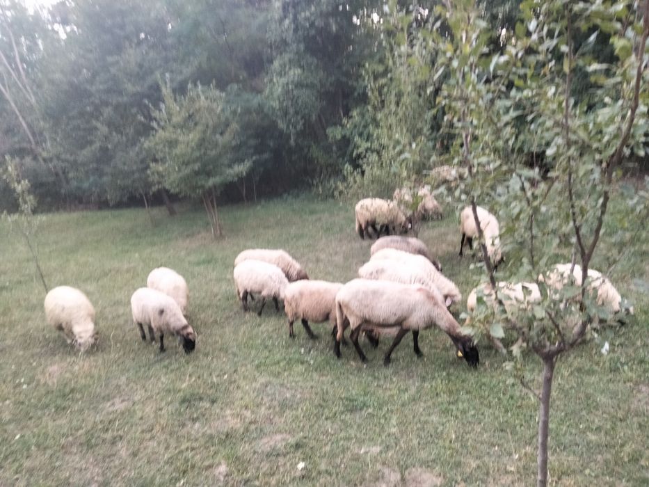 Oi de vanzare mesteacăn