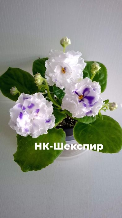 Продам сортовые, цветущие фиалки