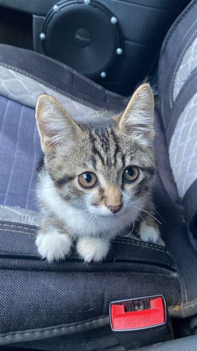 котенок 3 месяца