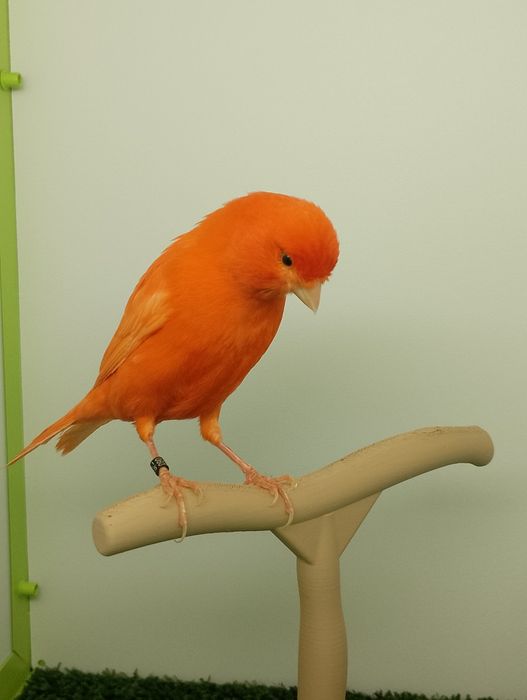 Canari și colivii