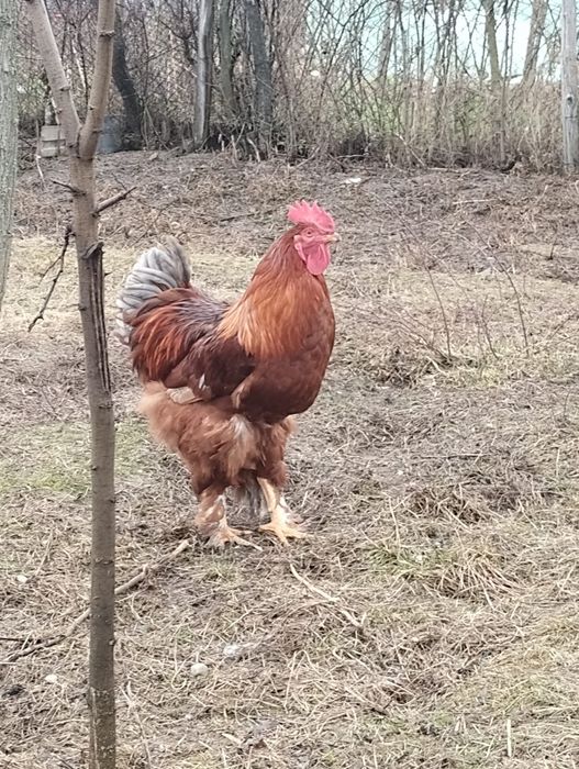 Cocoși metis brahma talie mare