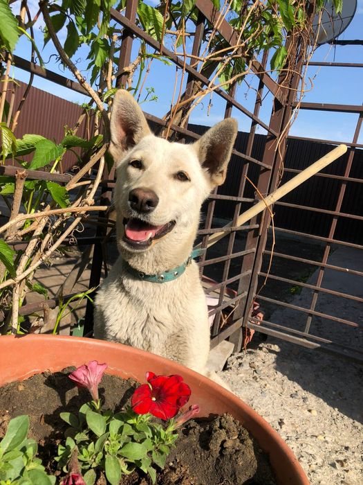 Собака в добрые руки