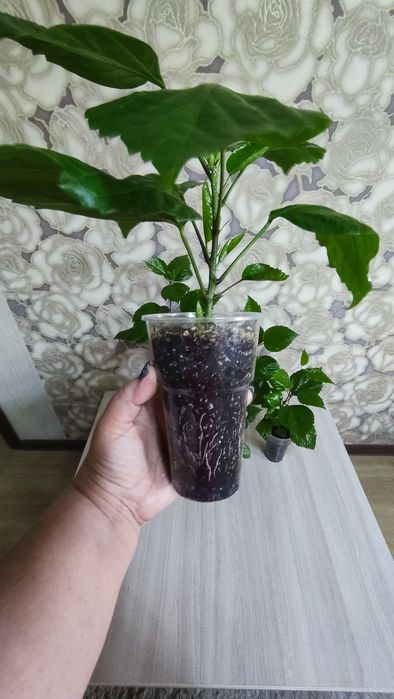 Продам гибискус (китайская роза)