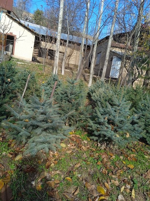 Manzarali daraxtlar archalar