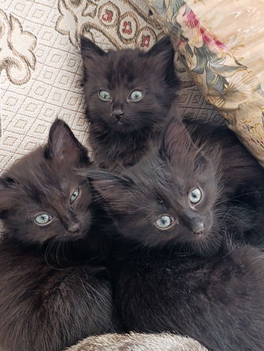 Отдам в добрые руки котят