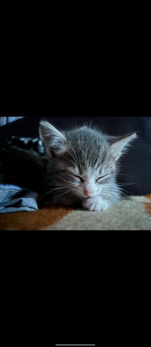 Продам котят, мышеловки