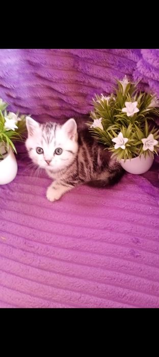 Продам отличных шотландских котят.