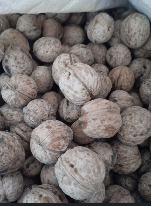 Грецкие Орехи Оптом 120 Кг