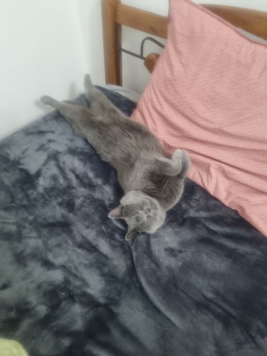 Мысық кошка британская