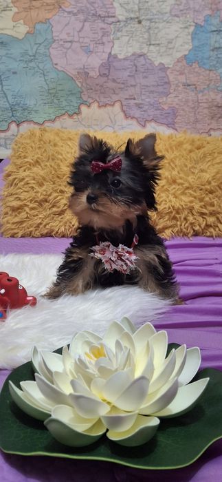 Йоркширски териер.Йорки