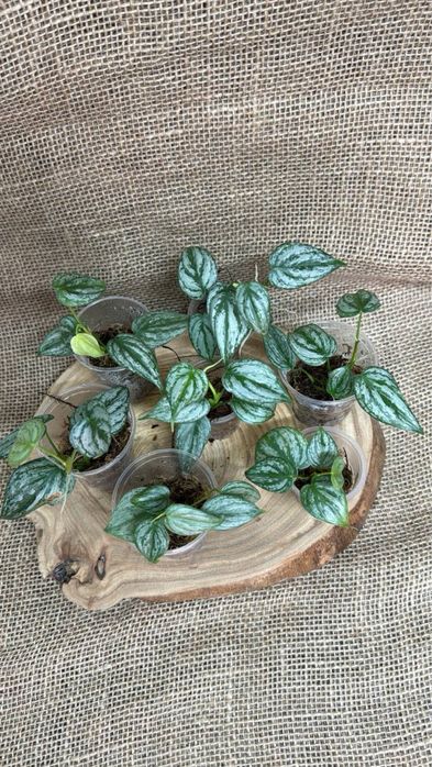 Продаю деток алоказий, филодендрон брандиатум, кобра