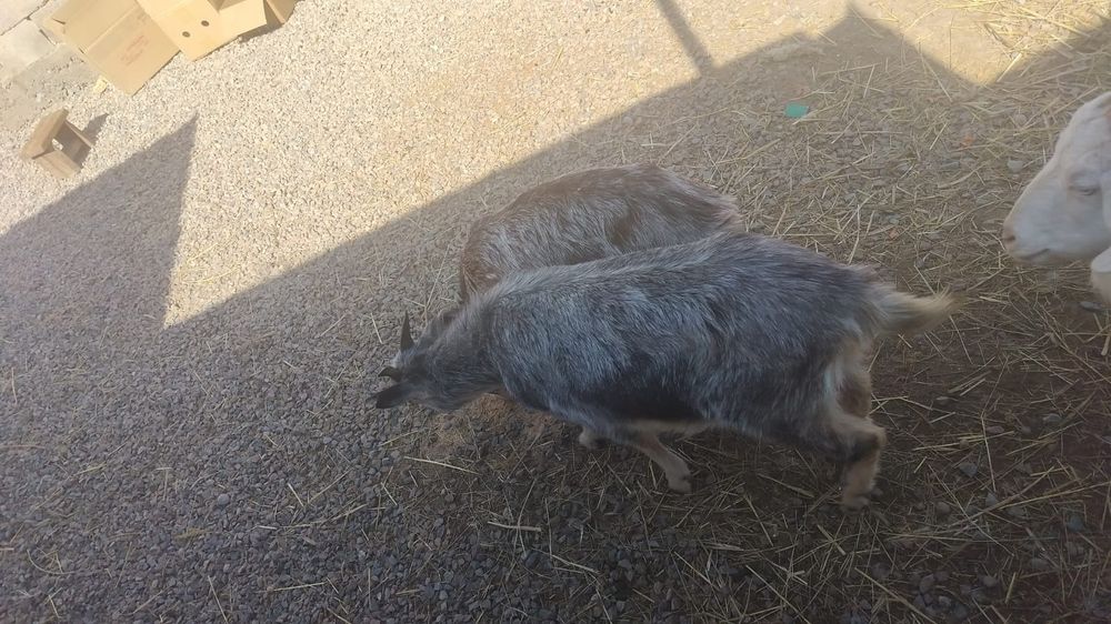 Сельхоз животное