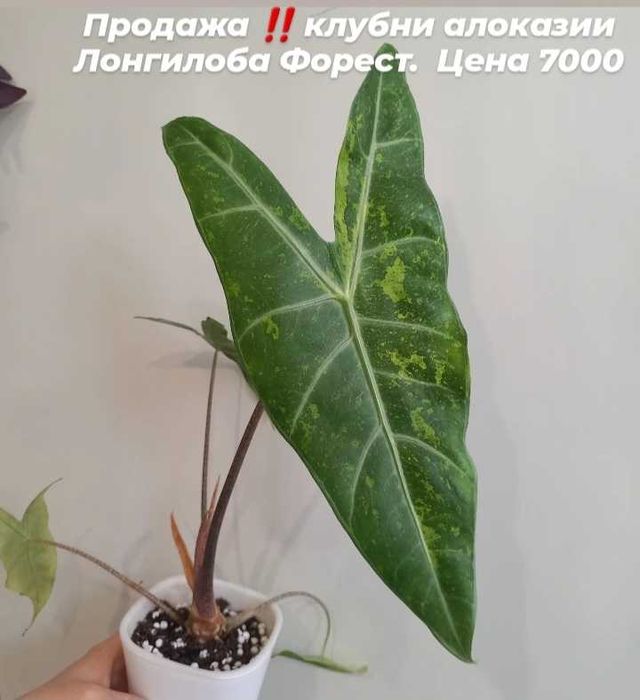 Комнатные растения