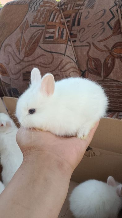 Кролики декоративные