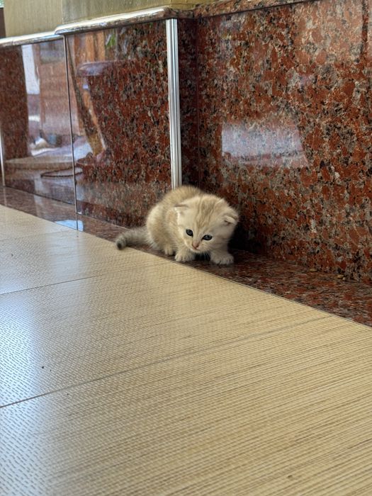 породистые котенки