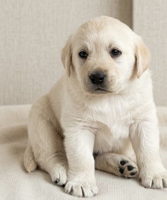 Лабрадор золотистый ретривер