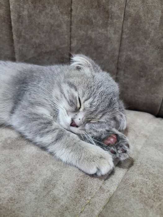 Скотиш фолд 250$