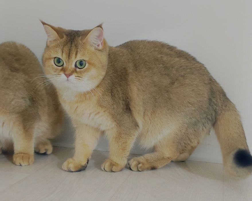 БриТашки ОчаРоваШки  шинШиллы