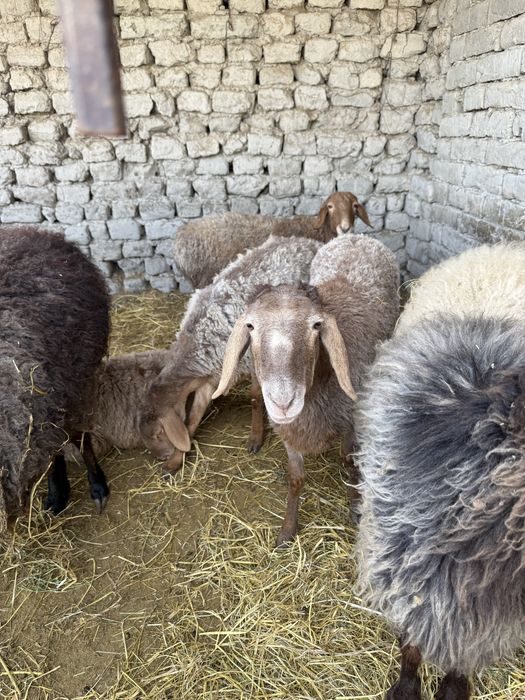 Quy Arishion Srochna 4 ta