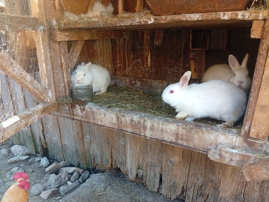 Vând iepuri cap de leu