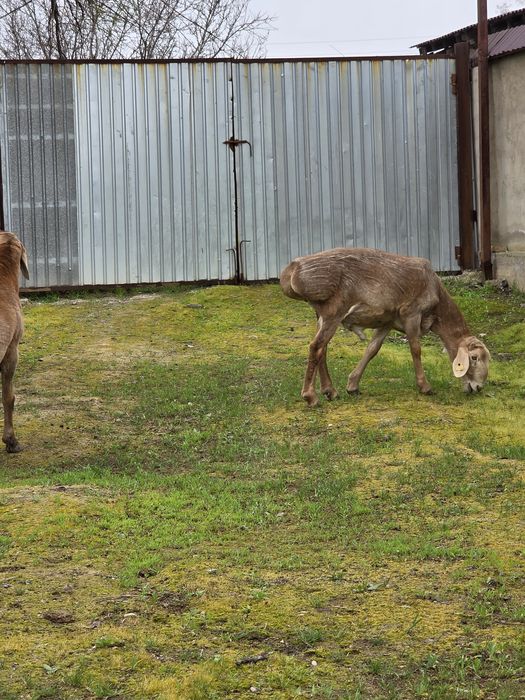 Арашан Сарыагаш Капланбек