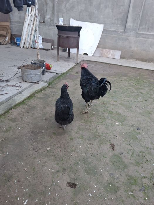 Qora shaxzoda zotli tovuq horozlari sotiladi