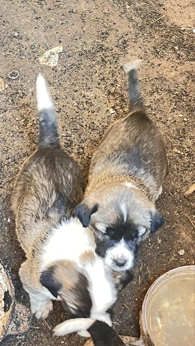 Казак тобет кушиктери