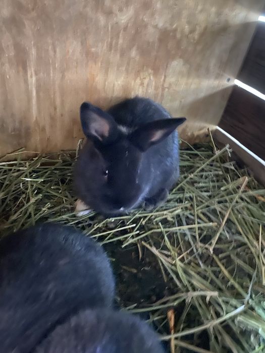 Крольчата 1,5 месяца