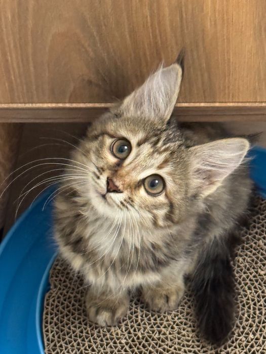 Котенок в добрые руки