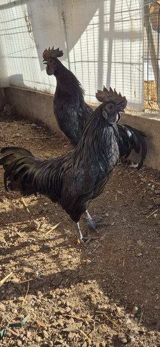 Cocos Negru Ayman Cemani